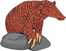 Armadillo